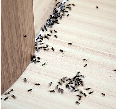 Control y eliminación de hormigas