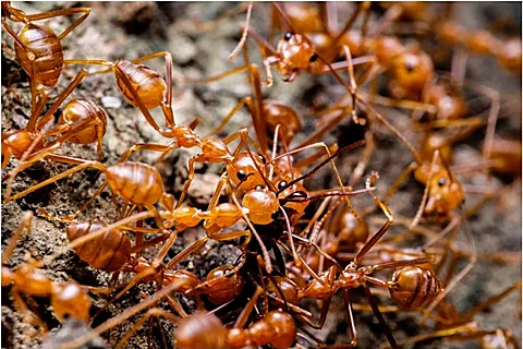 Control y eliminación de hormigas