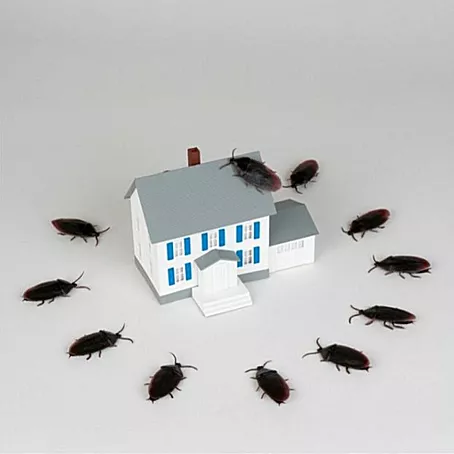 Control de cucarachas